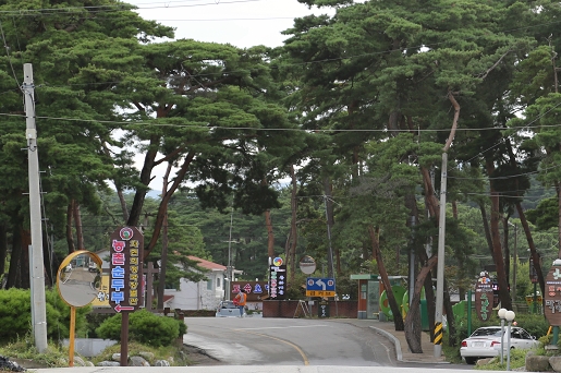 초당주민센터와 강릉고등학교 주변 솔밭 길에 위치하고 있는 초당 순두부촌
