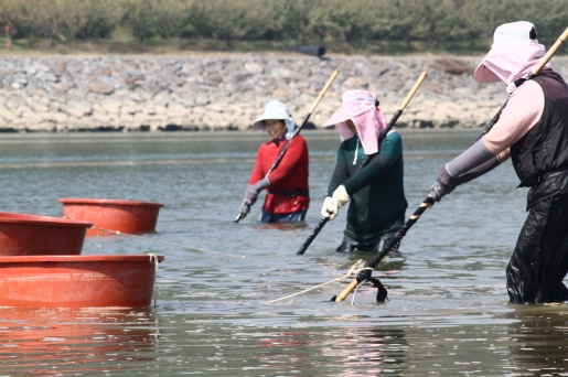 섬진강에서는 매년 봄 제철을 맞은 재첩 잡기가 한창이다. 
