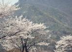 계룡산벚꽃축제,지역축제,축제정보