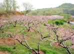 춘덕산복숭아꽃축제,지역축제,축제정보