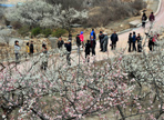 원동매화축제,지역축제,축제정보