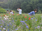 용수골 꽃양귀비축제,지역축제,축제정보