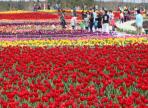 태안백합꽃축제,지역축제,축제정보