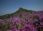 산청황매산철쭉제,지역축제,축제정보