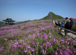 산청황매산철쭉제,지역축제,축제정보