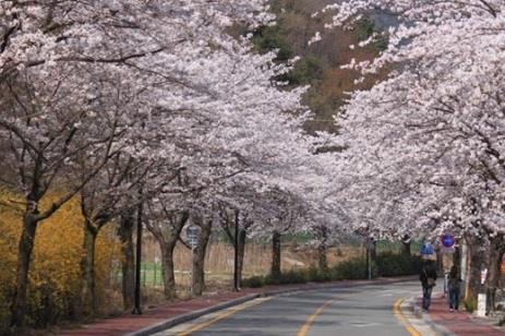 계룡산벚꽃축제,지역축제,축제정보