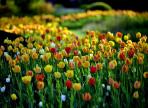 벽초지수목원 봄꽃, 튤립축제,지역축제,축제정보