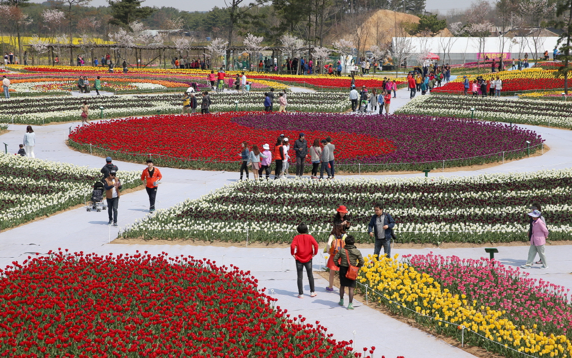 태안세계튤립축제,지역축제,축제정보