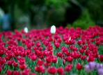벽초지수목원 봄꽃, 튤립축제,지역축제,축제정보