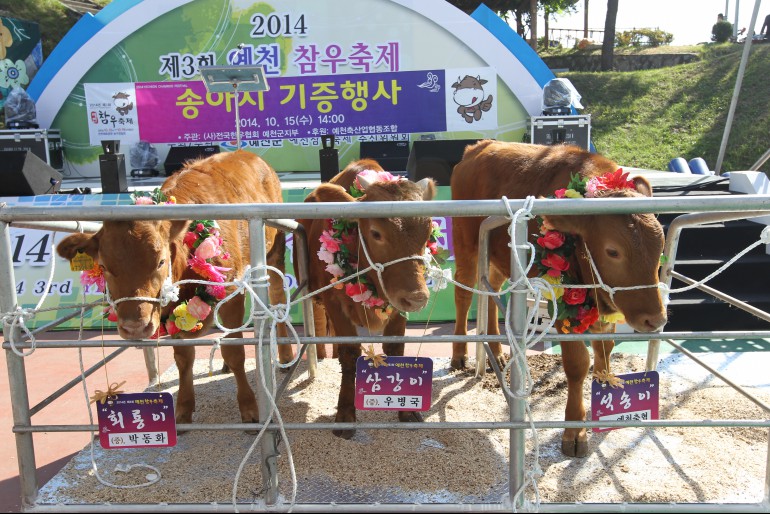 예천참우축제,지역축제,축제정보