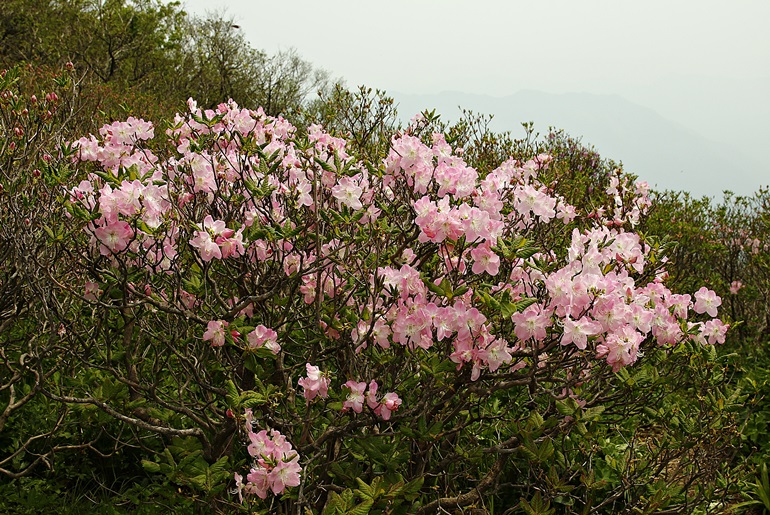 확대이미지