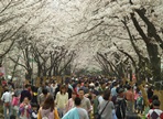 도당산벚꽃축제,지역축제,축제정보