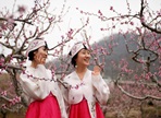 영천 대창 복사꽃 문화축제,지역축제,축제정보