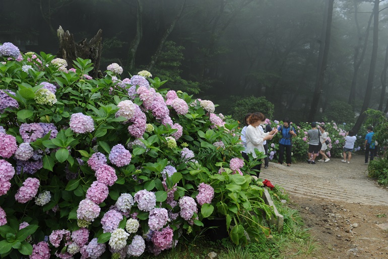 확대이미지