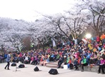 안산 자락길 벚꽃음악회,지역축제,축제정보
