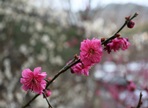 광양매화축제,지역축제,축제정보