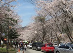 담양용면벚꽃축제,지역축제,축제정보