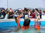 완도장보고수산물축제,지역축제,축제정보