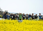 청산도슬로걷기축제,지역축제,축제정보