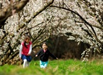 땅끝매화축제,지역축제,축제정보