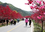 홍도화축제,지역축제,축제정보