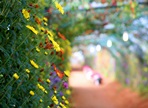 서산국화축제,지역축제,축제정보