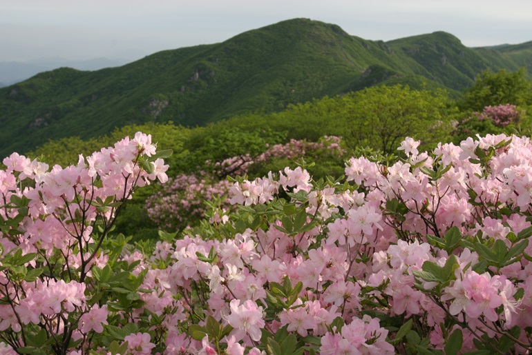 확대이미지