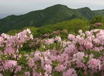 단양 소백산 철쭉제,지역축제,축제정보