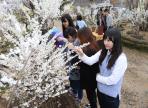 미선나무 꽃축제,지역축제,축제정보