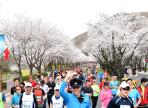 경주벚꽃마라톤대회,지역축제,축제정보