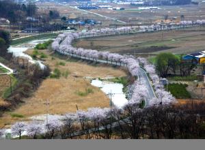 천안북면위례벚꽃축제,지역축제,축제정보