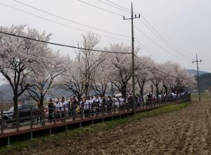 천안북면위례벚꽃축제,지역축제,축제정보