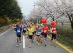 합천벚꽃마라톤대회,지역축제,축제정보