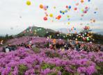 장흥제암산철쭉제,지역축제,축제정보