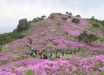 장흥제암산철쭉제,지역축제,축제정보