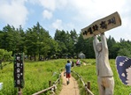 고한함백산야생화축제,지역축제,축제정보