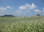 고창 메밀꽃잔치,지역축제,축제정보