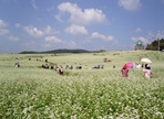 고창 메밀꽃잔치,지역축제,축제정보