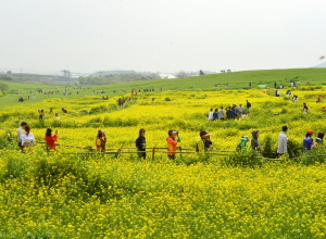 고창청보리밭축제,지역축제,축제정보