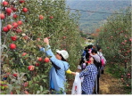 배내골사과축제,지역축제,축제정보