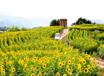 강주 해바라기축제,지역축제,축제정보