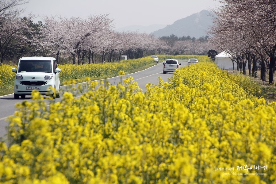 제주유채꽃축제 / 제주유채꽃큰잔치 관광정보