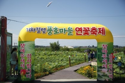 풍호마을연꽃축제,지역축제,축제정보