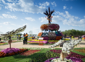 드림파크 국화축제,지역축제,축제정보