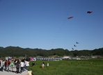 안동호 섬마을 청보리밭 축제,지역축제,축제정보