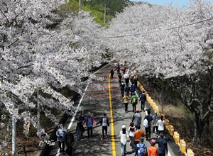 장봉도 벚꽃축제,지역축제,축제정보