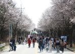 여주흥천남한강벚꽃축제 ,지역축제,축제정보