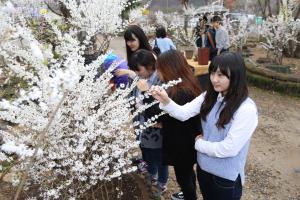 미선나무 꽃축제,국내여행,음식정보