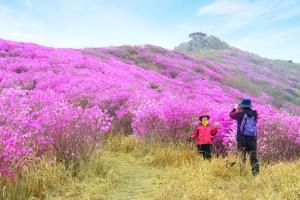 영취산진달래축제,전라남도 여수시,지역축제,축제정보