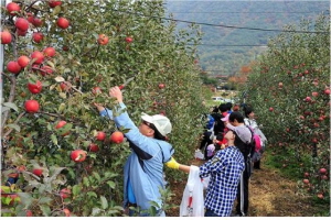 배내골사과축제,경상남도 양산시,지역축제,축제정보